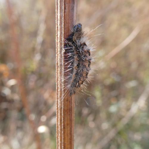 Acronicta rumicis